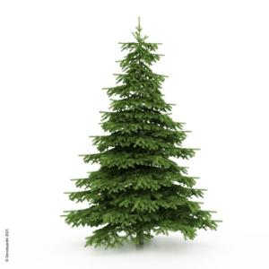 sapin de noel nordmann coupe