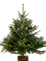 Sapin Nordmann 100 cm