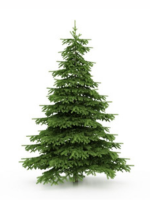 Sapin Nordmann 125/150 cm