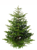 Sapin Épicéa 150/180 cm